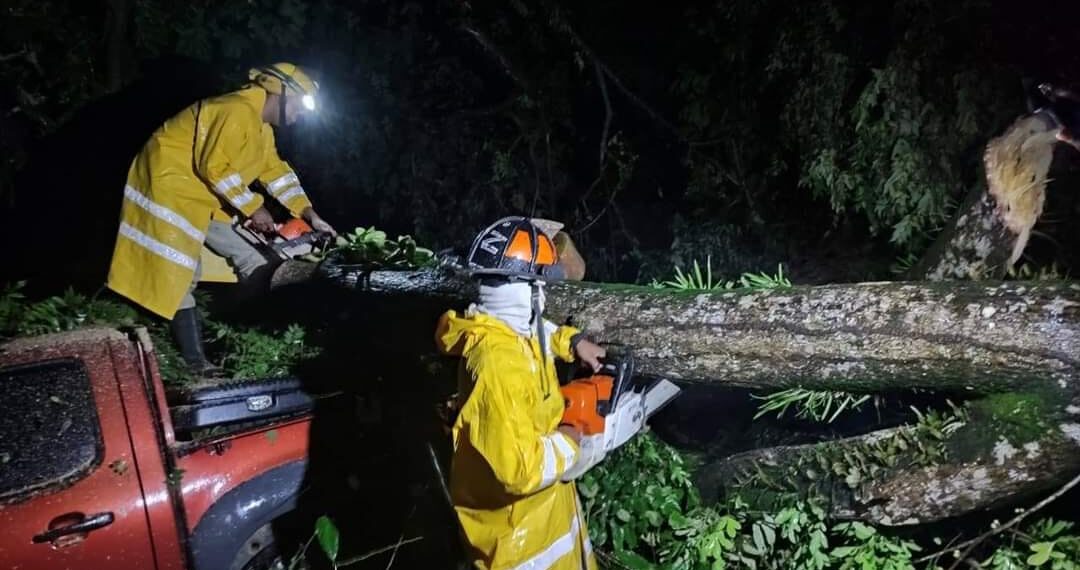 En Sandy Bay arbol cae sobre dos vehiculo