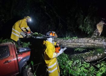 En Sandy Bay arbol cae sobre dos vehiculo