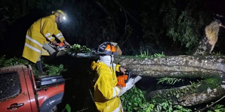 En Sandy Bay arbol cae sobre dos vehiculo