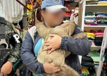 En Comunicado contundente el Instituto de Conservación Forestal ( ICF)