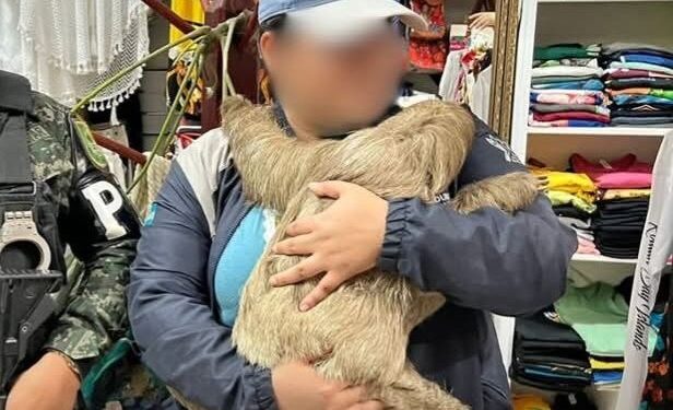 En Comunicado contundente el Instituto de Conservación Forestal ( ICF)