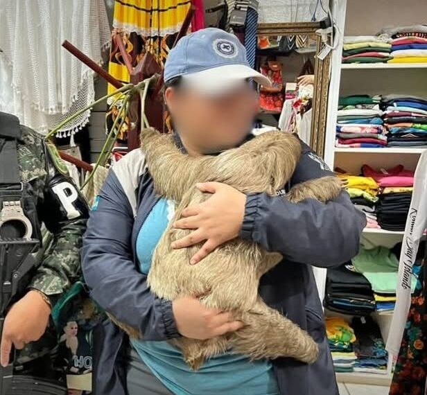 En Comunicado contundente el Instituto de Conservación Forestal ( ICF)