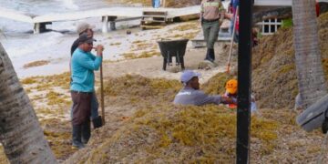 Alcaldia de Roatan retira zargazo de las playa de West End